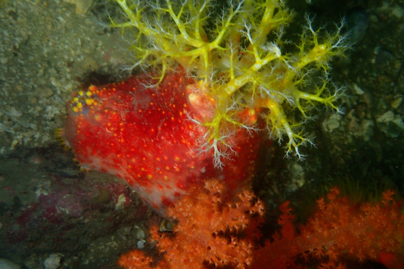 红苹果海参、海苹果、Pseudocolochirus tricolor_海苹果_海富瑜