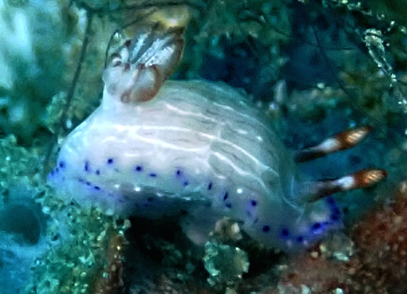 瑜钰海兔、瑜钰花兔、瑜钰彩兔、斑点多彩海蛞蝓、花氏、Hypselodoris maculosa (Pease, 1871)_花瑜钰_海富瑜