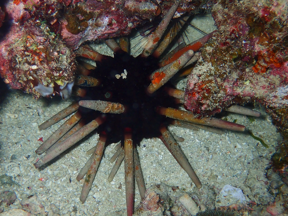 石笔海胆、叶棘头帕海胆、帝王叶棘海胆、Phyllacanthus imperialis_粗糙石笔海胆_海富瑜