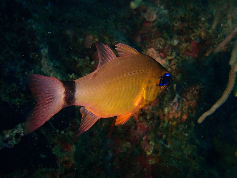 环尾天竺鲷、Ostorhinchus aureus_环尾天竺鲷_海富瑜