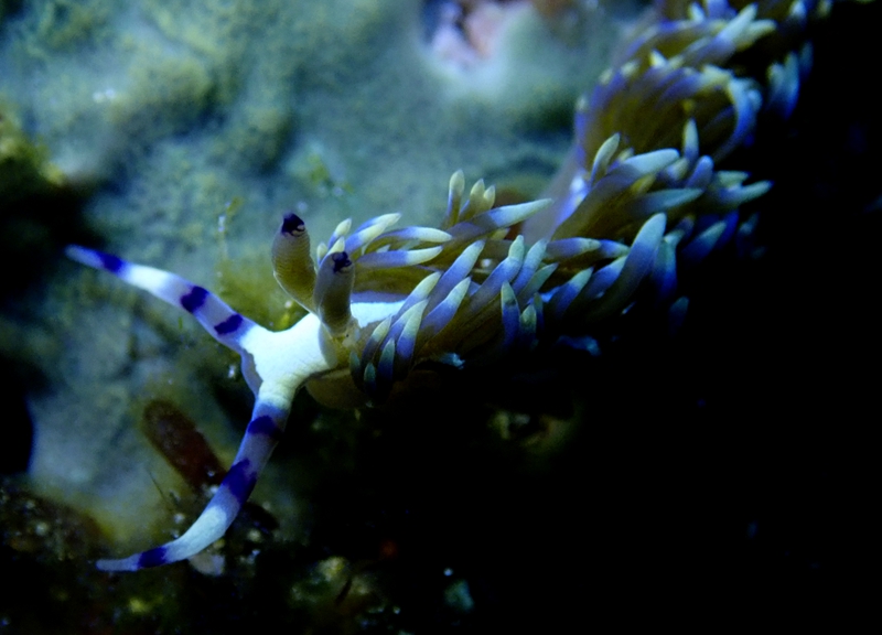 蓝龙海兔、紫灰翼海蛞蝓、蓝龙蓑兔、蓝龙裴兔、裴氏、Pteraeolidia ianthina_裴蓝龙_海富瑜