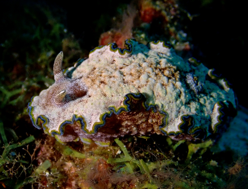 胖胖彩兔、骨娄氏、蓝裙边海兔、Glossodoris cincta_骨娄胖胖_海富瑜