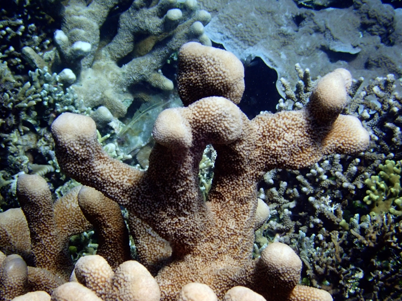 巨枝鹿角珊瑚、Pocillopora eydouxi_巨枝鹿角珊瑚_海富瑜