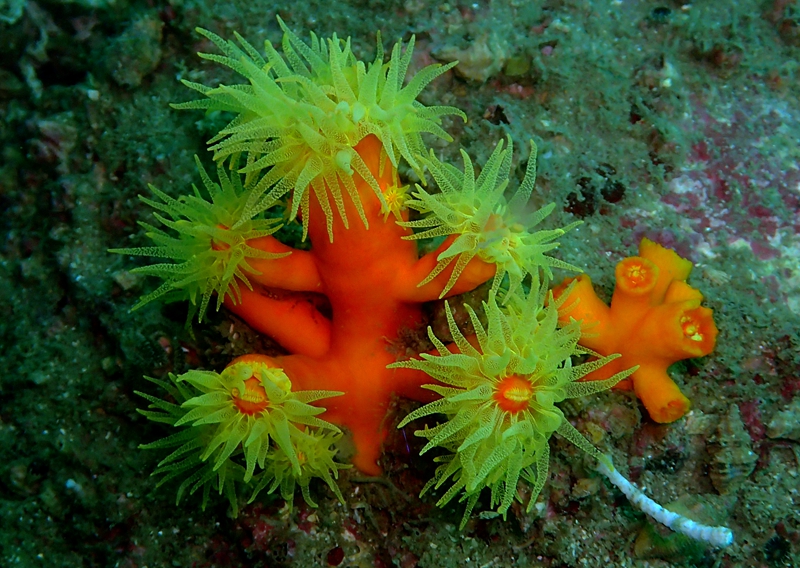 红十字太阳花_太阳花珊瑚_海生物_海富瑜