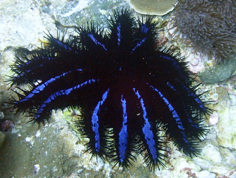 棘冠海星、Acanthaster planci_棘冠海星_海富瑜