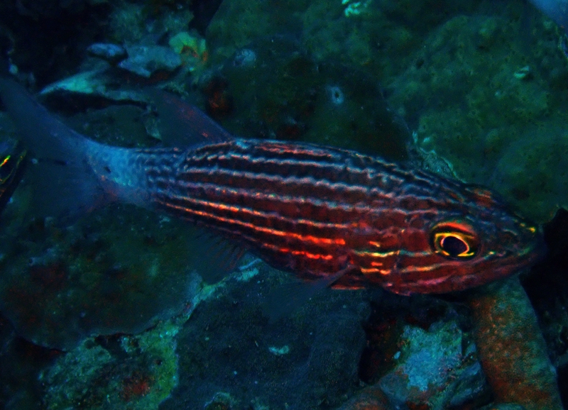 巨牙天竺鲷、Cheilodipterus macrodon_巨牙天竺鲷_海富瑜