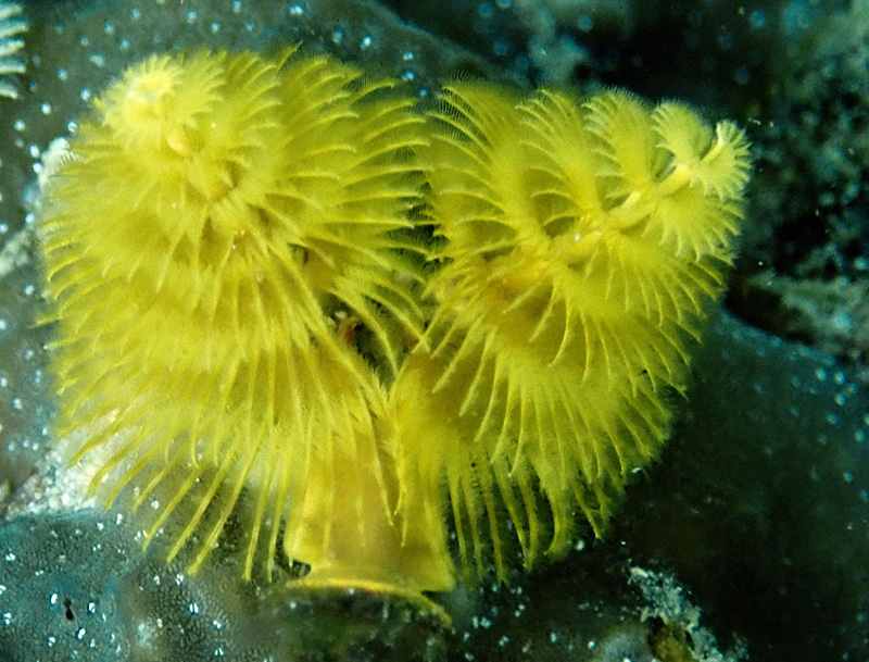 黄金圣诞树虫、Spirobranchus giganteus_黄金圣诞树_海富瑜