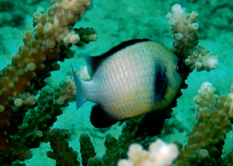 网纹圆雀鲷、Dascyllus reticulatus_网纹圆雀鲷_海富瑜