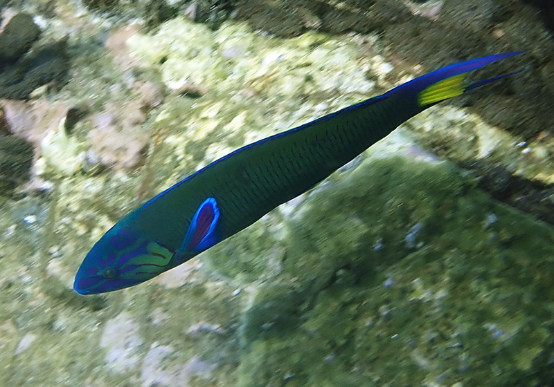 新月锦鱼、Moon wrasse_新月锦鱼_海富瑜