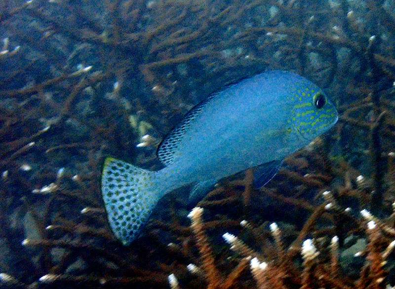 密点少棘胡椒鲷、细鳞、橙点包公、Diagramma picta_海底火车头_海富瑜