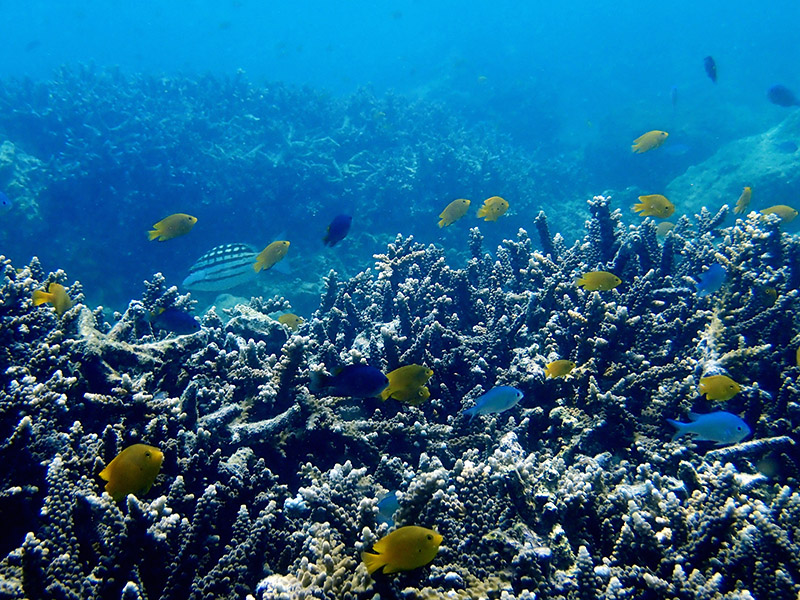 海底景观_19.10.2鸟舞彼_海富瑜