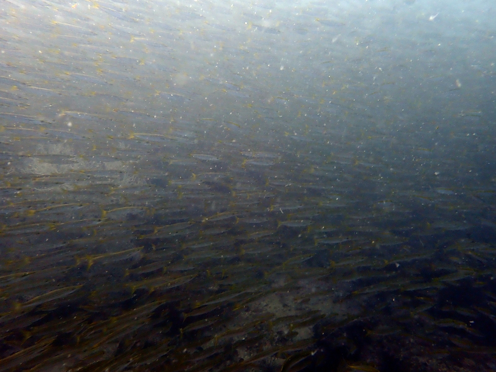 黄尾金梭鱼、黄尾魣、黄尾海狼、Sphyraena flavicauda_黄尾狼_海富瑜