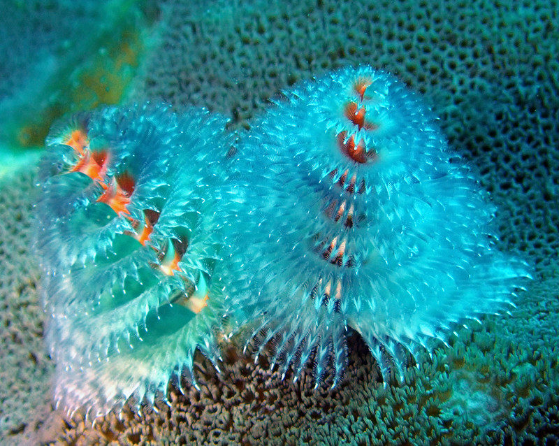 橙心雪羽圣诞树虫、Spirobranchus giganteus_橙心雪羽_海富瑜