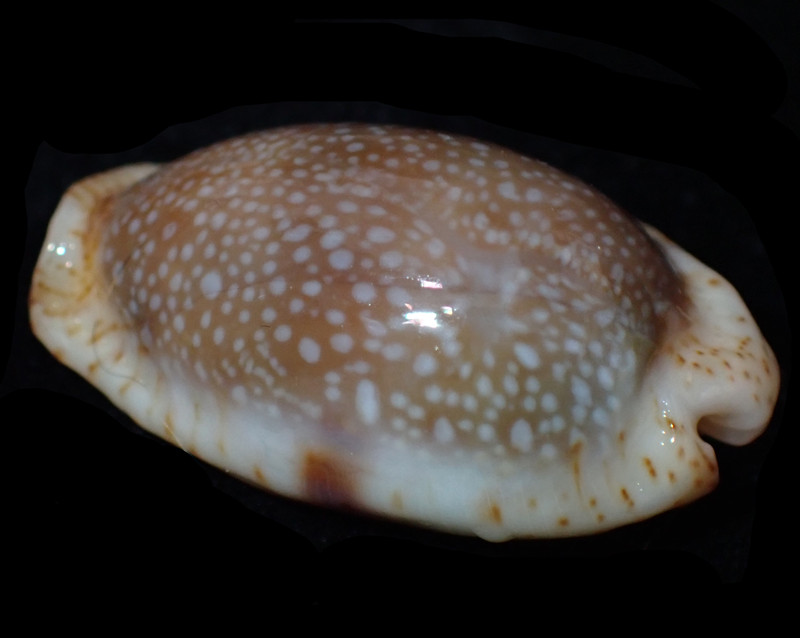 腰斑宝螺、Cypraea erosa_腰斑宝螺_海富瑜