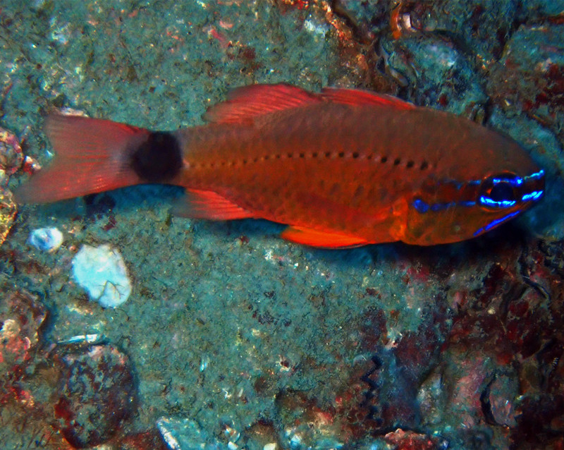 环尾天竺鲷、Ostorhinchus aureus_海富瑜