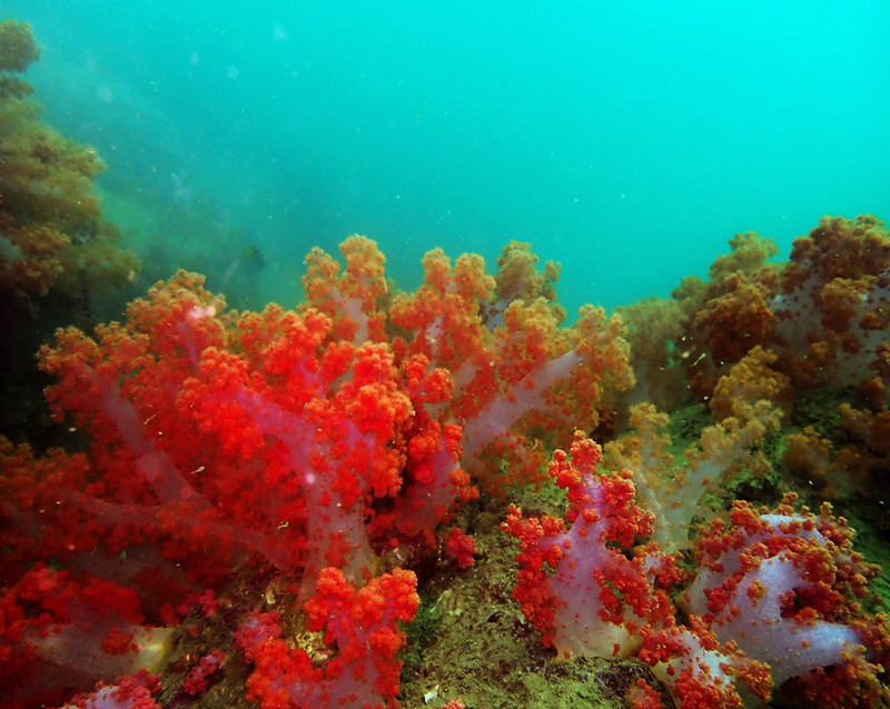 海生物_珊瑚_软珊瑚群_21.5.8海葵湾_海富瑜