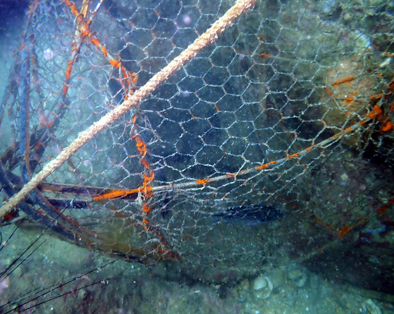 珠海_三门岛_浪花排潜水_泥鯭笼_21.5.8海葵湾_海富瑜