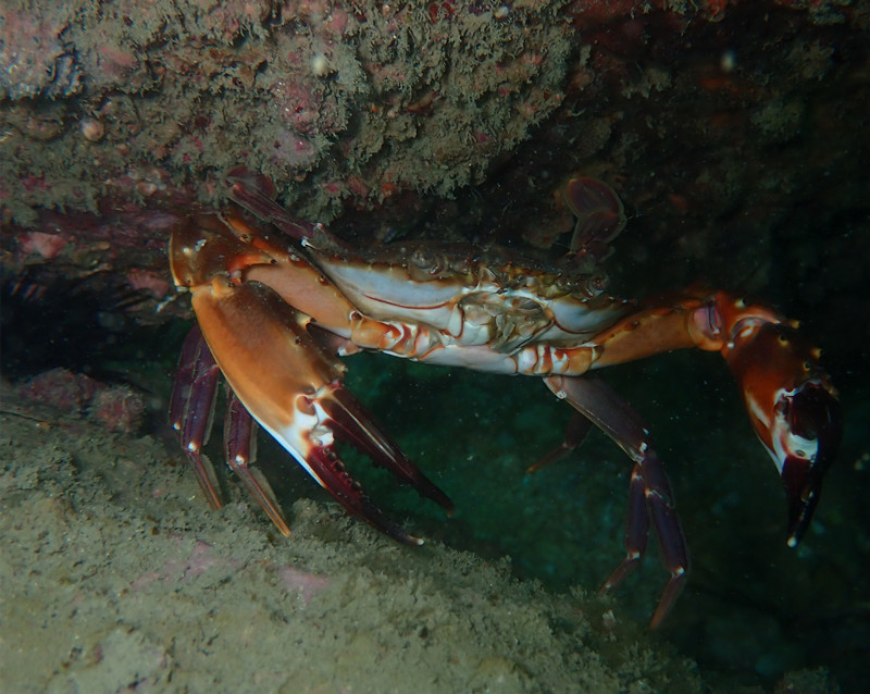 花盖蟹、石头蟹、Charybdis natator_花盖蟹_海富瑜