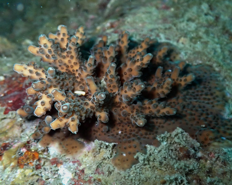 霜鹿角珊瑚_Acropora pruinosa_海生物_珊瑚_海富瑜