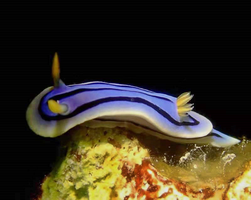 仇东平水摄作品32-Chromodoris lochi_每日一照2021_海富瑜