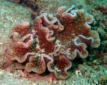 肉芝软珊瑚、软珊瑚_肉芝软珊瑚_海富瑜