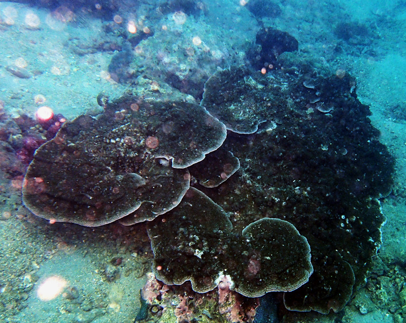 灵芝珊瑚、翼形蔷薇珊瑚、Montipora peltiformis_灵芝鹿角珊瑚_海富瑜