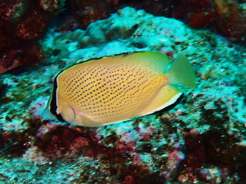 胡麻蝶、Chaetodon citrinellus_胡麻蝶_海富瑜