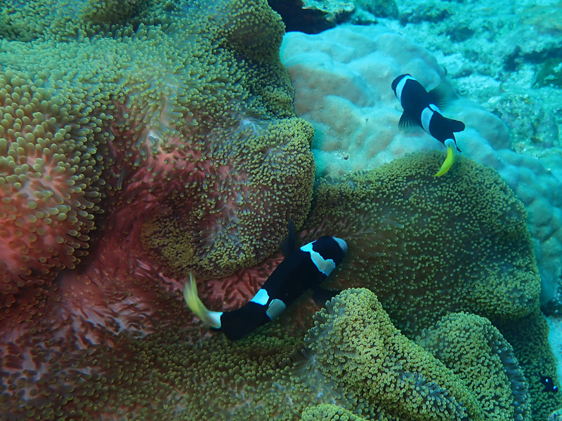 黑双带小丑、Amphiprion clarkii_黑双带小丑_海富瑜