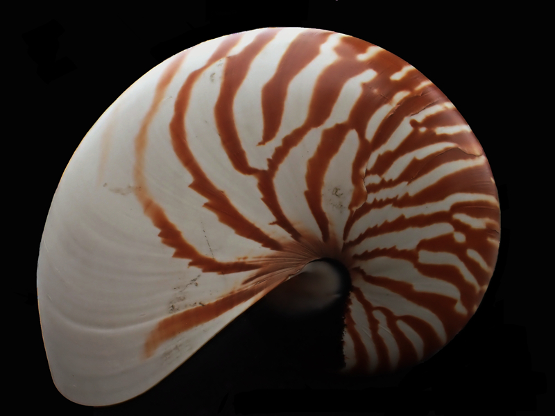 鹦鹉螺、Nautilus pompilius _珍珠鹦鹉螺_海富瑜