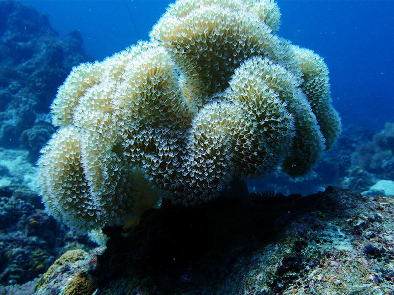 花环肉质软珊瑚、象耳软珊瑚、Sarcophyton trocheliophorum _象耳软珊瑚_海富瑜