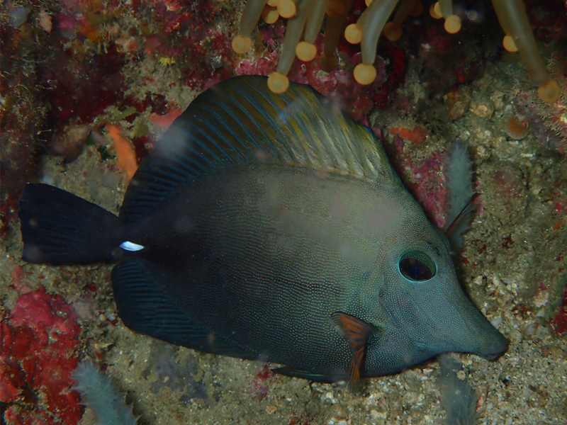 黑三角吊、Zebrasoma rostratum _黑三角吊_海富瑜