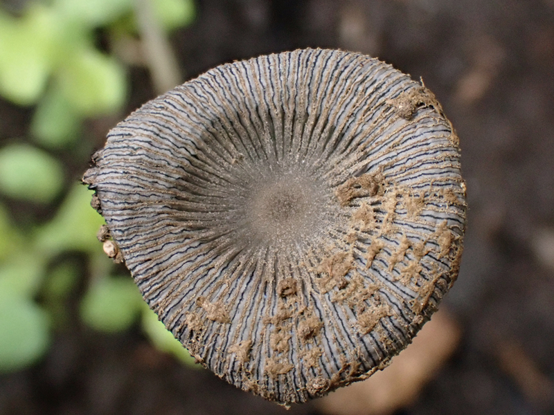 墨汁鬼伞、鬼盖、Coprinopsis atramentaria_墨汁鬼伞_海富瑜