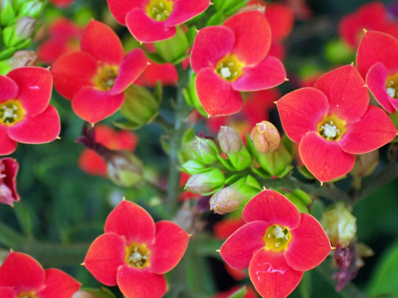 长寿花、Kalanchoe blossfeldiana Poelln_长寿花_海富瑜