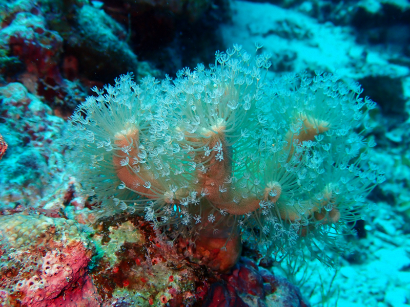 细管宝石花珊瑚、柱形管孔珊瑚_细管宝石花_海富瑜