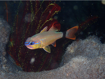 环尾天竺鲷、Ostorhinchus aureus_环尾天竺鲷_海富瑜