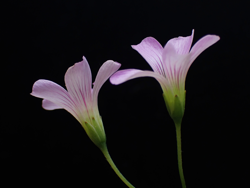 三叶草、红花炸酱草、Oxalis corymbosa _三叶草_海富瑜