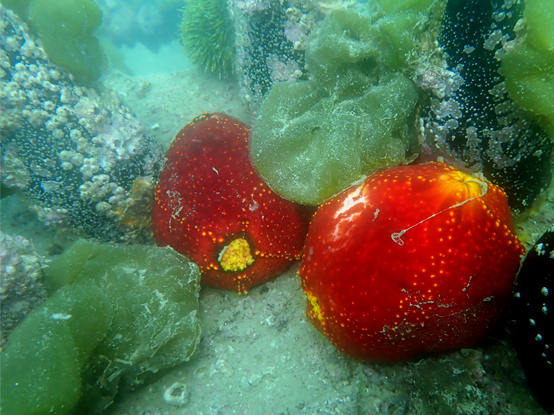 每日一海洋生物照362:《海苹果》_每日一照_海富瑜