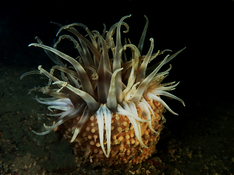 每日一海洋生物照382:《花篮海葵》_每日一照_海富瑜