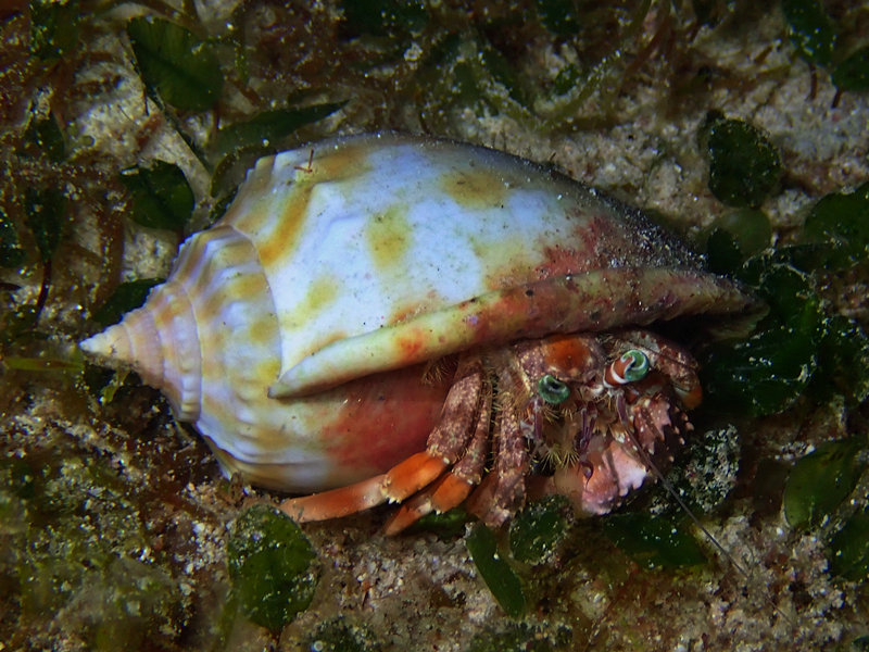 每日一海洋生物照383:《蓝眼寄居蟹》_每日一照_海富瑜