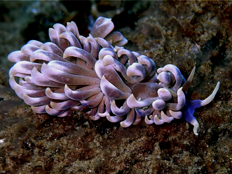 每日一海洋生物照390:《蓝脑绵羊》_每日一照_海富瑜