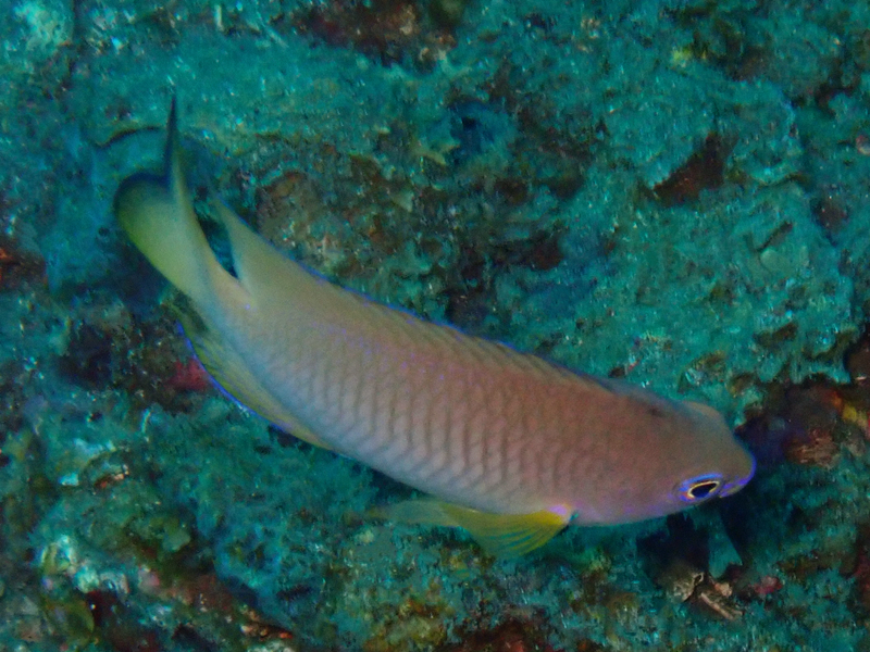 安汶雀鲷、Pomacentrus amboinensis_安汶雀鲷_海富瑜