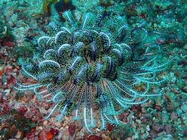 每日一海洋生物照392:《黑白芙蓉羽星》_每日一照_海富瑜