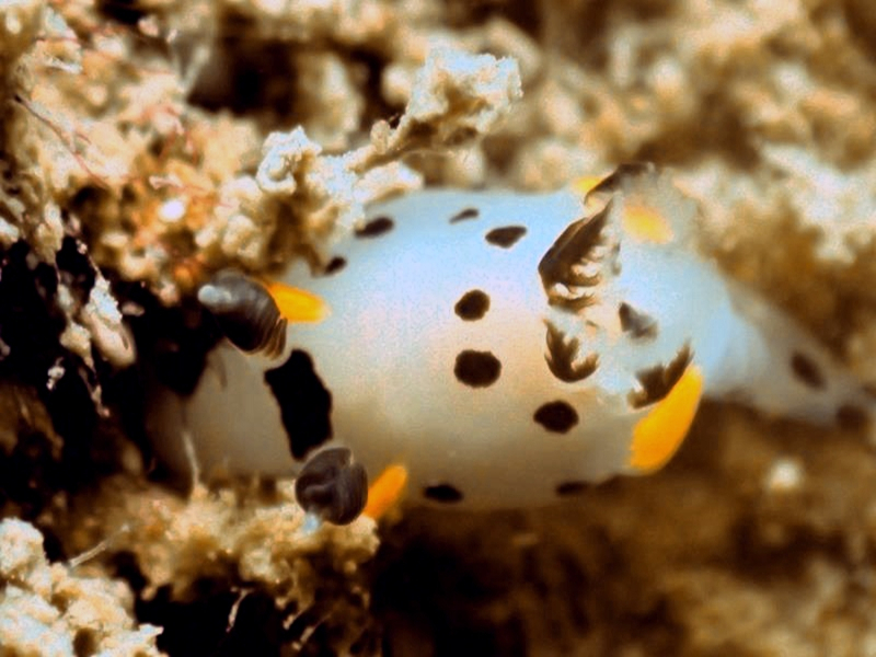 每日一海洋生物照400《黄须小熊猫》_每日一照_海富瑜