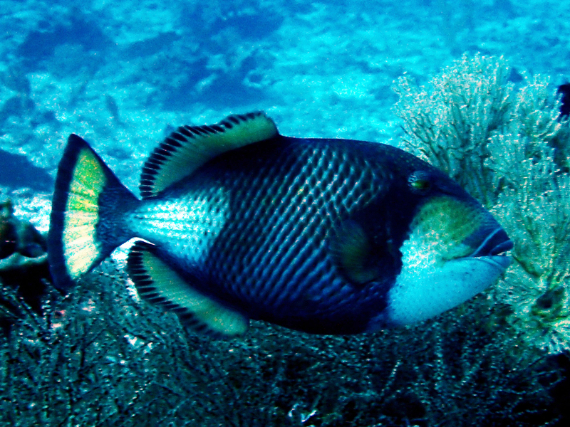 每日一海洋生物照397:《泰坦炮弹》_每日一照_海富瑜