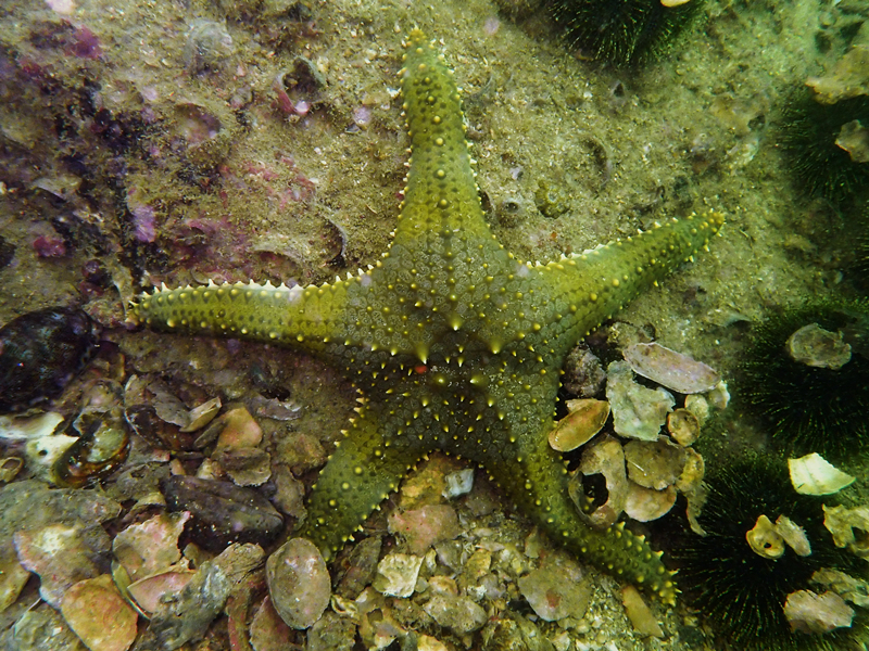 镶宝石海星、疣海星、Pentaceraster alveolatus_宝石海星_海富瑜