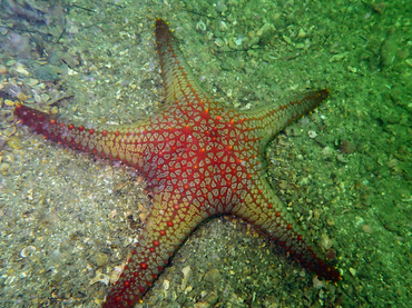 镶宝石海星、疣海星、Pentaceraster alveolatus_宝石海星_海富瑜