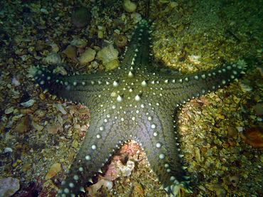 镶宝石海星、疣海星、Pentaceraster alveolatus_宝石海星_海富瑜