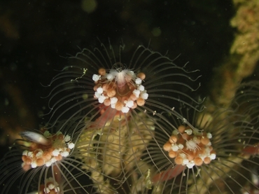 每日一海洋生物照463#《海妖之花》_每日一照_海富瑜