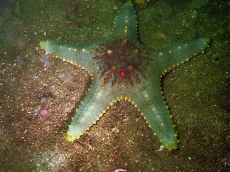 镶宝石海星、疣海星、Pentaceraster alveolatus_宝石海星_海富瑜