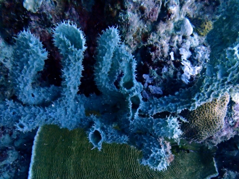 刺管海绵_刺管海绵_海富瑜